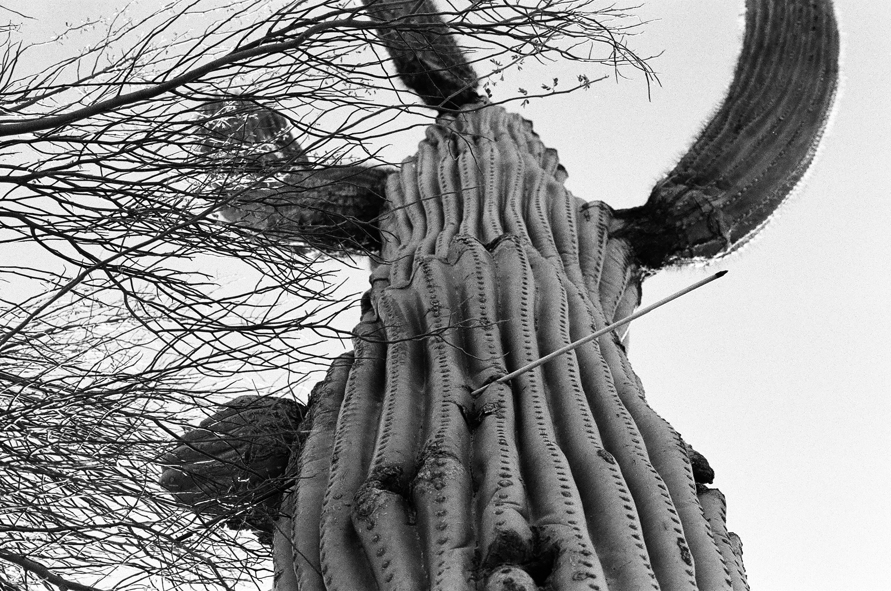 Cactus Arrow